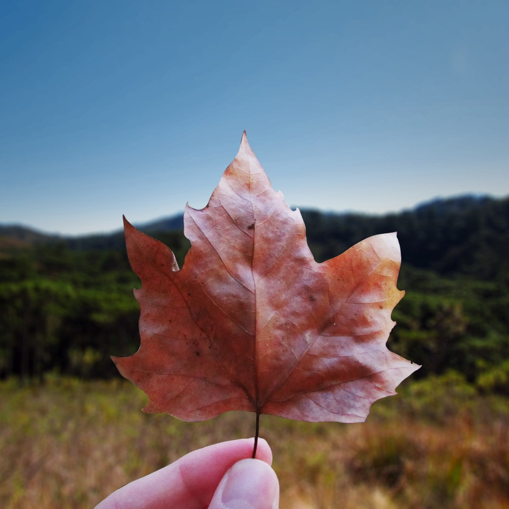 Foto de uma folha de bordo sendo segurada em primeiro plano. No plano de fundo, uma floresta de araucárias